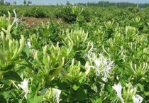 金银花釆摘的时间是多少？