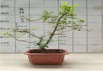 金弹子适合什么土壤