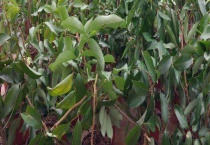 花木压条繁殖技术 附高空压条时间