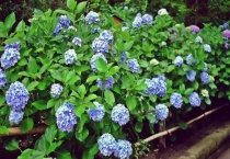 绣球花为什么只长叶子不开花