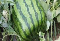 方形西瓜怎么种 需选择3年内未种过西瓜的菜地