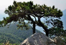 松树多久看出成活