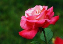 月季花花骨朵下垂怎么办？