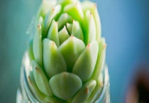 静夜黑腐的征兆