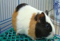 荷兰猪寿命 影响荷兰猪寿命的因素有哪些？