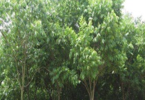 无患子树结果需要几年 附其种植多久？