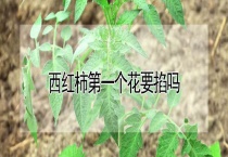 西红柿第一个花要掐吗？