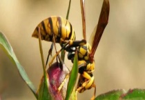 马蜂入宅预兆着什么 马蜂入宅后需注意些什么？