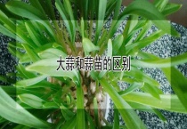 大蒜和蒜苗的区别？