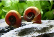 苹果螺爆缸的好处