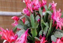 蟹爪兰和仙人指的区别？ 附蟹爪兰生长习性