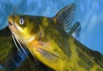 黄颡鱼的饲料配方 附投喂多久？