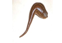 蚂蝗喜欢吃哪些动物的血 蚂蝗的生活习性如何