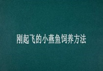 刚起飞的小燕鱼饲养多久？
