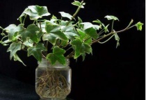 长春藤可以水插吗？