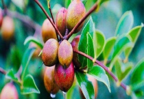 山茶油能生吃吗 山茶油的特性有哪些？