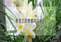 香雪兰四季都可以种吗？