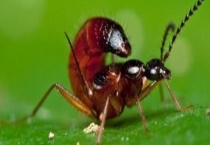 隐翅虫怎么消灭才好？隐翅虫怎么预防 多久？