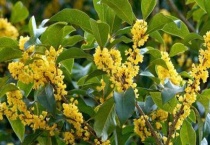 南京桂花什么时候开