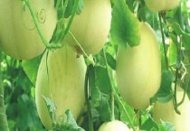 甜瓜霜霉病的防治方法 注意雨后及时排水