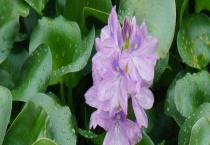 水葫芦有毒吗？