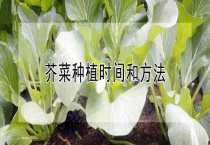 芥菜种植时间和多久？