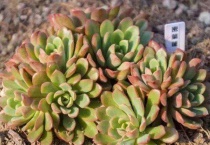 多肉变软是怎么回事