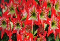 对对红有毒吗？