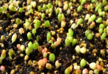 满天星发芽后多久开花