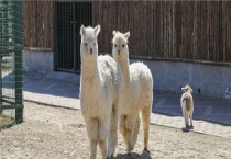 养羊驼犯法吗？