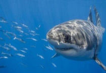 鲨鱼生活在什么海域