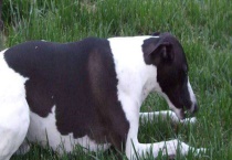 惠比特犬如何训练？抗重阻力训练、克服弹性阻力训练等