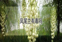 凤尾兰有毒吗？