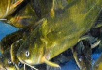 黄颡鱼疾病防治技术 详细介绍症状及防治多久？