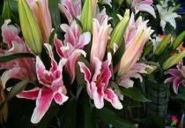 粉百合花语是什么意思