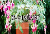 倒挂金钟能晒太阳吗？