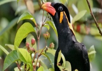 鹩哥如何过冬 有哪些生长习性