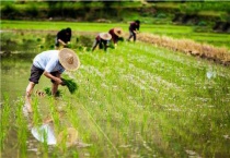 原始农业兴起和发展的标志是什么？