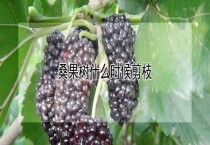 桑果树什么时候剪枝