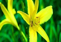 黄花萱草的种植多久？