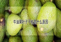 牛油果叶子干枯是什么原因？