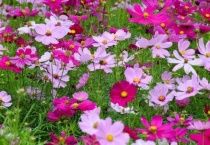 扫树梅花又名叫什么？