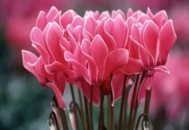 仙客来的家庭养法有哪些？