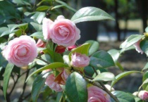 茶花落叶是什么原因？