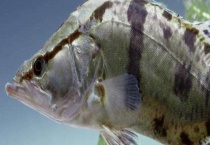 鳜鱼疾病防治技术 附发病特征