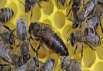 蜂王死了蜂群怎么办 详细如下