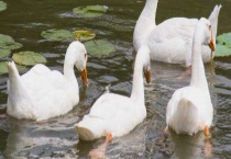 鹅鸭杂交的后代叫什么？