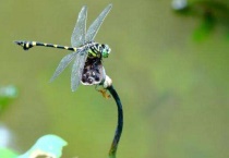 蜻蜓有几条腿几对翅膀