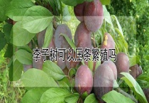 李子树可以压条繁殖吗？