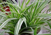 吊兰下面长的白色果实是什么？